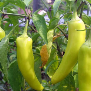 Sweet Banana Pepper